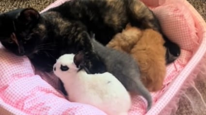 Illustration : L'attitude sublime d'une chatte envers son ami lapin alors qu'elle est occupée à allaiter ses chatons (vidéo)