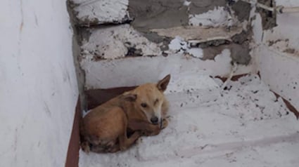 Illustration : Des chiens trouvés dans un refuge abandonné cherchent un foyer chaleureux où écrire un nouveau chapitre plein d'amour (vidéo)