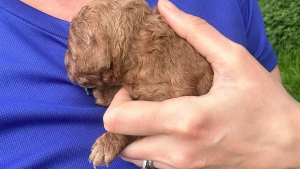 Illustration : Interpellée par des cris pendant son jogging, elle s’approche et découvre un chiot dans une poubelle