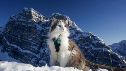 Illustration : Ce chat aventureux qui adore skier avec son maître est devenu une légende sur les pistes (vidéo)