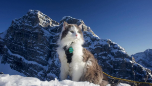 Illustration : "Ce chat aventureux qui adore skier avec son maître est devenu une légende sur les pistes (vidéo)"