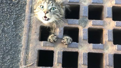 Illustration : Un chat coincé dans une grille d’égout attend avec désespoir que quelqu'un le sorte de cette situation