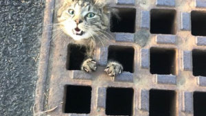 Illustration : Un chat coincé dans une grille d’égout attend avec désespoir que quelqu'un le sorte de cette situation