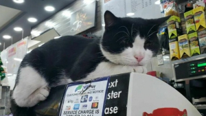 Illustration : 11 photos célébrant les « chats de magasins », ces félins qui vivent dans les épiceries et magasins de New-York