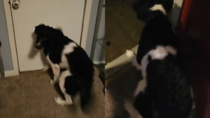 Illustration : Un chien surexcité à l’idée de sortir fait une marche arrière hilarante en découvrant qu’il pleut (vidéo) 