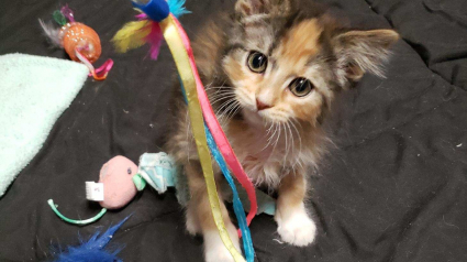 Illustration : Ce chaton d’apparence ordinaire présente pourtant une caractéristique extrêmement rare qui concerne 1 félin sur 3000