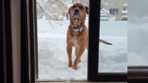 Illustration : "L'adorable réaction d'un chien au passé douloureux qui découvre les joies de la neige (vidéo)"