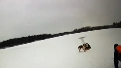 Illustration : Une chienne devient littéralement la bouée de sauvetage de son maître pris au piège dans un lac gelé (vidéo)