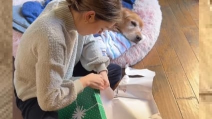 Illustration : Elle fond en larmes en déballant le cadeau offert par sa soeur lors du dernier Noël de leur chien (vidéo)