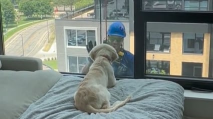 Illustration : Un jeune Golden Retriever surpris par la présence d’un laveur de vitre à l’extérieur de son bâtiment fait rire des millions de personnes (vidéo)