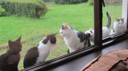 Illustration : Après un accident de voiture dans le sud de la France, la disparition des 4 chats d’un couple irlandais entraîne une belle mobilisation pour les retrouver