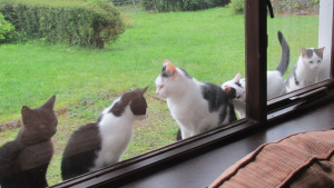 Illustration : "Après un accident de voiture dans le sud de la France, la disparition des 4 chats d’un couple irlandais entraîne une belle mobilisation pour les retrouver"