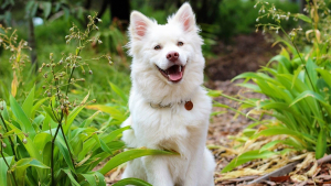 La sélection cadeaux 100% bien-être pour chiens et chats - Anju Beauté