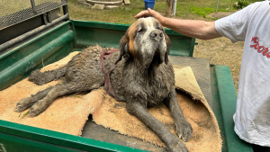 Illustration : Un enterrement de vie de garçons se transforme en mission de sauvetage lorsqu’un chien se retrouve coincé dans la boue