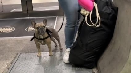 Illustration : La réaction touchante d'un chien qui reconnaît un être cher venu à sa rencontre à l'aéroport (vidéo)