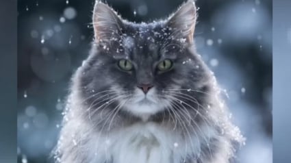 Illustration : La séance photo sublime et poétique d'un chat émerveillé par la neige (vidéo)