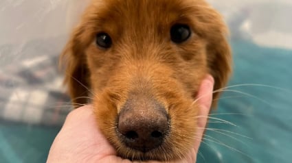 Illustration : Une chienne découverte au bord de la route et n'ayant plus que "la peau sur les os" remonte doucement la pente