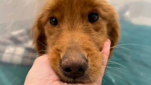 Illustration : Une chienne découverte au bord de la route et n'ayant plus que "la peau sur les os" remonte doucement la pente