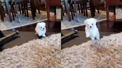 Illustration : Ce Bichon marche sur un tapis pour la première fois et ne semble pas vraiment comprendre de quoi il s’agit (vidéo)