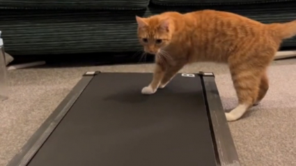 Illustration : Les tentatives désespérées d'un chat de dompter un tapis de course font sensation sur la Toile (vidéo) 