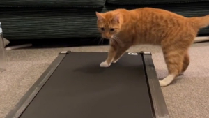 Illustration : "Les tentatives désespérées d'un chat de dompter un tapis de course font sensation sur la Toile (vidéo) "