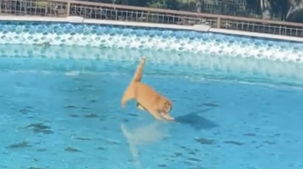 Illustration : Un chat roux glissant sur une piscine gelée durant son quart d’heure de folie a suscité l’hilarité des internautes (vidéo)