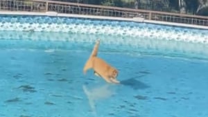 Illustration : "Un chat roux glissant sur une piscine gelée durant son quart d’heure de folie a suscité l’hilarité des internautes (vidéo)"