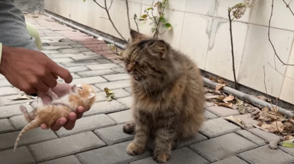 Illustration : Suivant son instinct, une chatte ramène ses chatons mourants dans un refuge pour être aidée