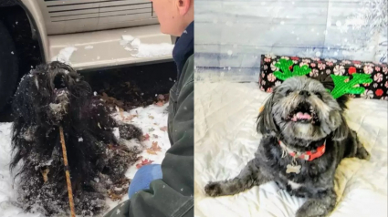 Illustration : La transformation réconfortante d’un chien négligé retrouvé prisonnier de la glace