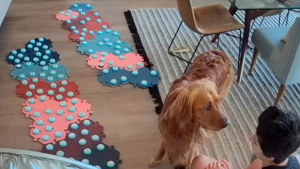 Illustration : Une femme dans l’impasse avec son chien craintif gagne sa confiance en utilisant des boutons interactifs pour communiquer (vidéo)