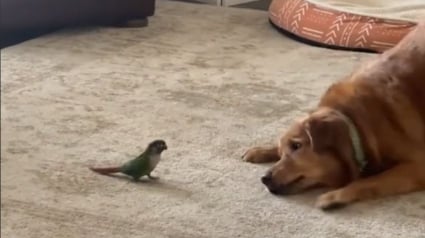 Illustration : Le moment adorable où un Golden Retriever devient ami avec un oiseau Conure a fait fondre le cœur des internautes (vidéo)