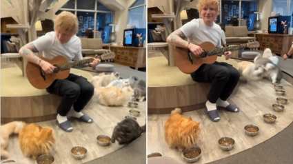 Illustration : Les stars d'un bar à chats toujours pas convaincues par le talent d'Ed Sheeran, 10 ans après la première tentative du chanteur (vidéo)