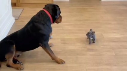 Illustration : Ce grand Rottweiler est impressionné par le nouveau chiot de la famille (vidéo)