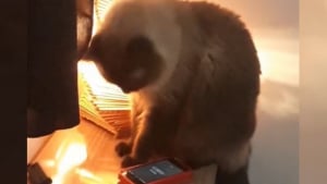 Illustration : "Quand un chat espiègle décide que lui et sa propriétaire feront la grasse matinée au lieu d'aller au travail (vidéo)"