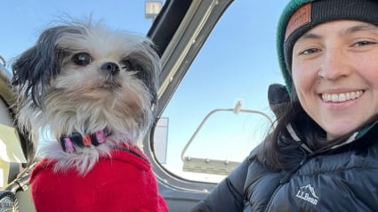 Illustration : Comme cette adorable chienne Shih Tzu, des centaines d’animaux en détresse trouvent un refuge chaque année grâce à la générosité de pilotes d’avion bénévoles