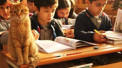 Illustration : Un chat fait irruption dans une classe de primaire, la maîtresse et les écoliers font tout leur possible pour que le chat puisse rester dans leur établissement