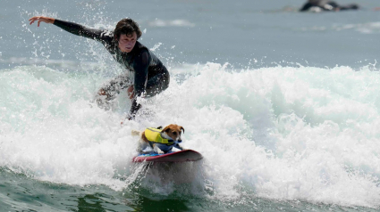 Illustration : Efruz, le Jack Russell Terrier qui surfe, fait sensation sur les plages du Pérou