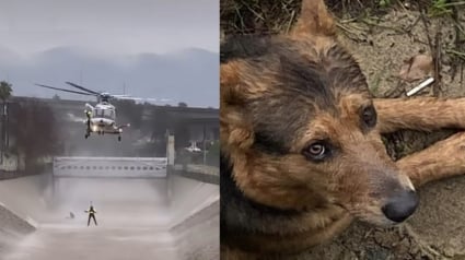 Illustration : L'intervention spectaculaire des secours pour un chien et son maître tombés dans une rivière déchaînée