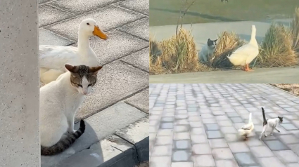 Illustration : L’étrange duo formé par un chat et un canard devient la dernière sensation d’Internet (vidéo)