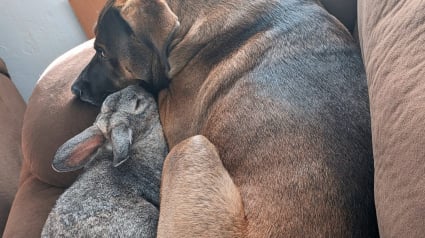 Illustration : Cet adorable lapin suit son ami canin partout depuis qu’ils se sont rencontrés (vidéo)