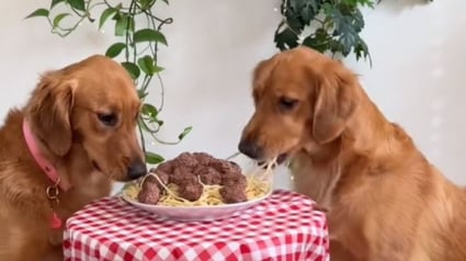 Illustration : Pour leur premier rendez-vous ensemble, 2 Golden Retrievers recréent le dîner d’un célèbre dessin animé (vidéo)