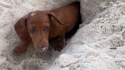 Illustration : Lors d’une journée à la plage, ce Teckel miniature est fou de joie de pouvoir creuser des tunnels dans le sable (vidéo)