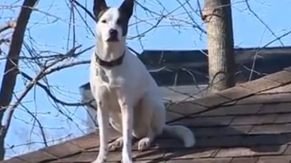 Illustration : L'étrange passe-temps d'un chien rescapé qui ne résiste pas à l'appel des hauteurs alors qu'il "avait peur de tout"