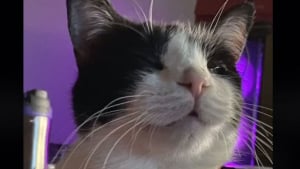 Illustration : "Une chatte aveugle au cœur immense s’occupe gentiment d’un chiot abandonné qui a besoin de réconfort (vidéo)"