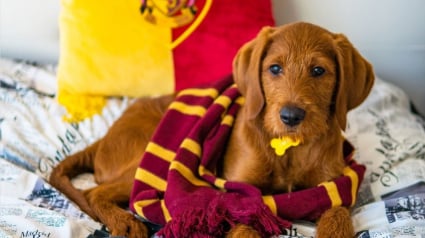 Illustration : Grâce à sa maîtresse fan de Harry Potter, Dobby le Labradoodle s’entraîne à exécuter des « sorts magiques » (vidéo)