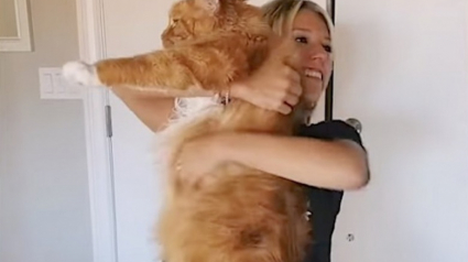 Illustration : Cet impressionnant Maine Coon fait la même taille qu’un enfant de 9 ans