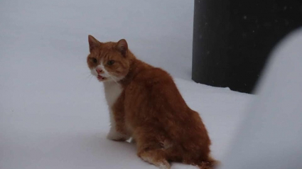 Illustration : Un enfant de 12 ans bouleversé en voyant un chat aveugle coincé dans la neige prend les choses en main