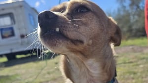 Illustration : Un chien endolori par un bout de cactus demande l’aide de campeuses qui ne se contentent pas de l’en débarrasser