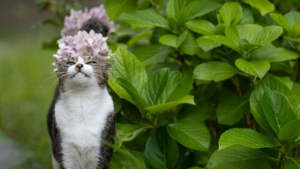 Illustration : 20 photos montrant la beauté des chats, sublimée à travers l’œil d’un photographe japonais