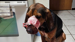 Illustration : Une chienne blessée par arme à feu se bat pour rester en vie aux côtés d'âmes charitables tout aussi déterminées à la sauver